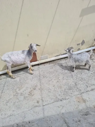 KEÇİ — Heyvanlar, Quşlar, Balıqlar, Sumqayıt