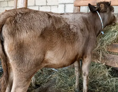 Dana — Heyvanlar, Quşlar, Balıqlar, Xaçmaz