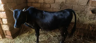 Dana — Heyvanlar, Quşlar, Balıqlar, Xudat