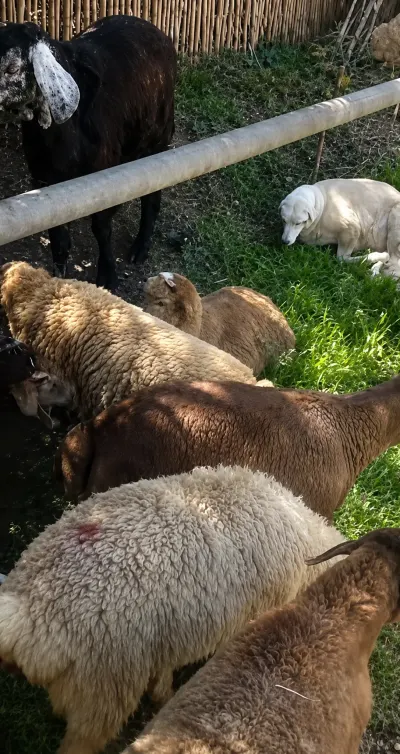 Keçi — Heyvanlar, Quşlar, Balıqlar, Bakı