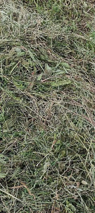 Yonca — Dənlilər, Otlar Yemlər,  Bitkilər, Xaçmaz