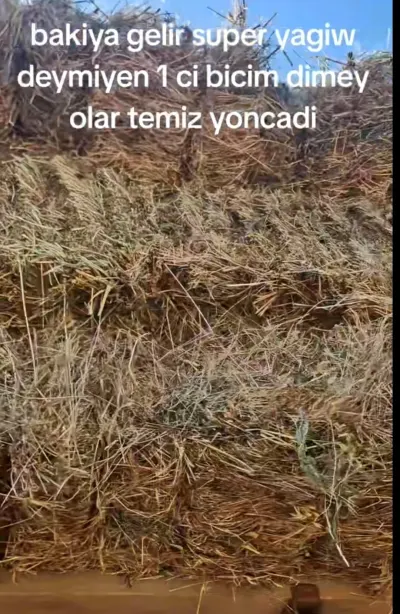 Yonca — Dənlilər, Otlar Yemlər,  Bitkilər, Bakı