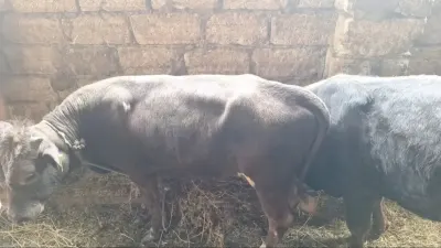 Dana — Heyvanlar, Quşlar, Balıqlar, Bakı
