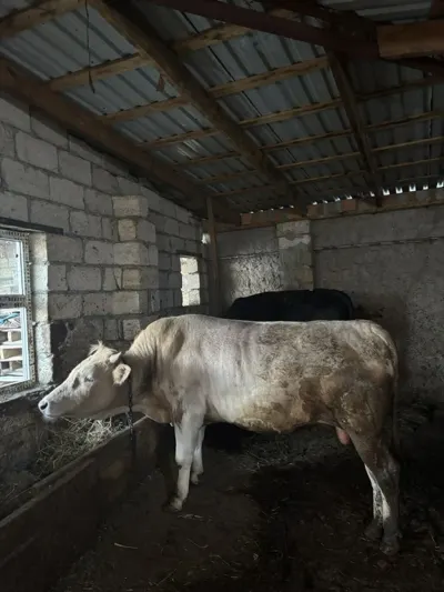 Dana — Heyvanlar, Quşlar, Balıqlar, Bakı