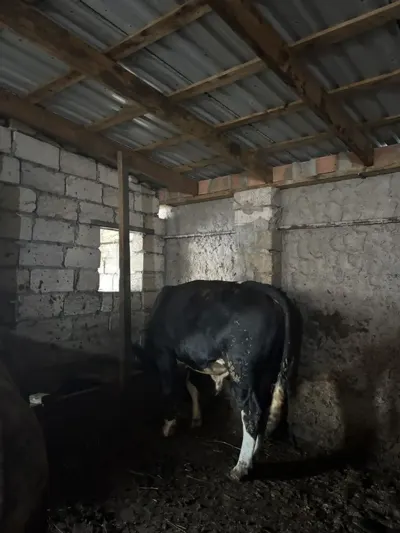 Dana — Heyvanlar, Quşlar, Balıqlar, Bakı — şəkil 3