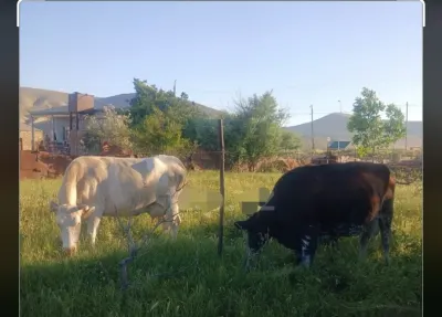İnək — Heyvanlar, Quşlar, Balıqlar, Bakı — şəkil 2