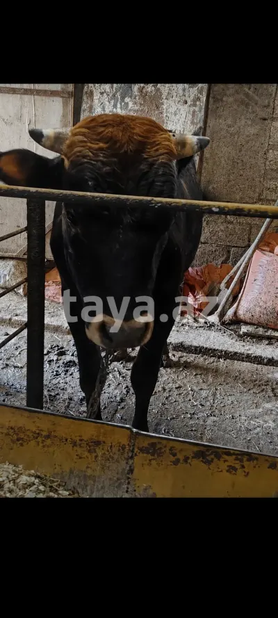 Dana — Heyvanlar, Quşlar, Balıqlar, Bakı