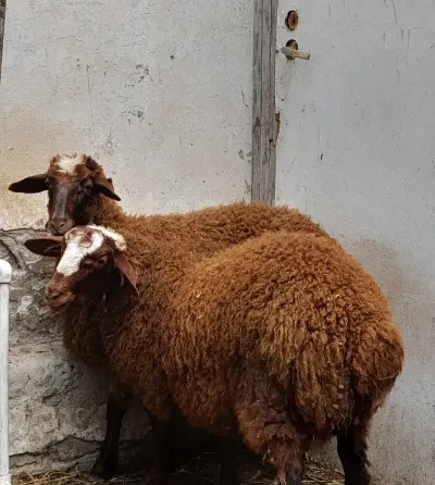 Quzu — Heyvanlar, Quşlar, Balıqlar, Bakı