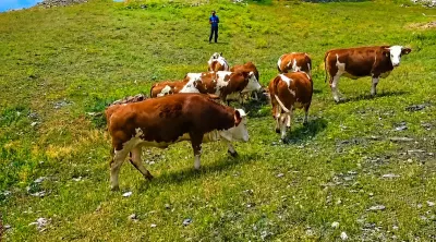 Düyə — Heyvanlar, Quşlar, Balıqlar, Göygöl