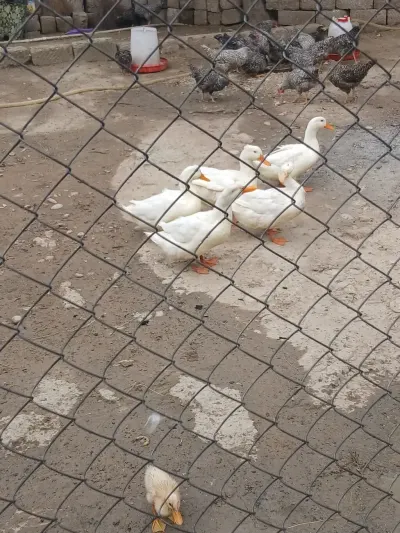 Ördək — Heyvanlar, Quşlar, Balıqlar, Bakı