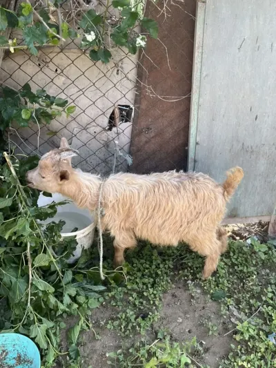 Çəpiş — Heyvanlar, Quşlar, Balıqlar, Bakı