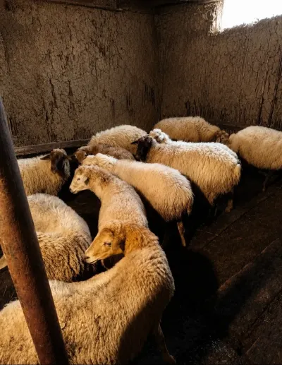 Qoyun — Heyvanlar, Quşlar, Balıqlar, Quba — şəkil 2