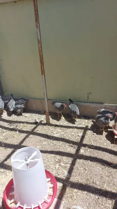 Cücə — Heyvanlar, Quşlar, Balıqlar, Bakı