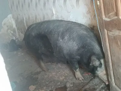 Donuz — Heyvanlar, Quşlar, Balıqlar, Bakı