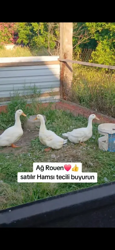 Ördək — Heyvanlar, Quşlar, Balıqlar, Bakı