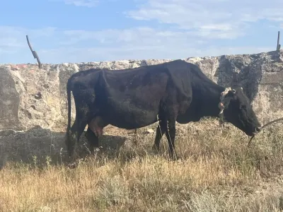 İnək — Heyvanlar, Quşlar, Balıqlar, Bakı