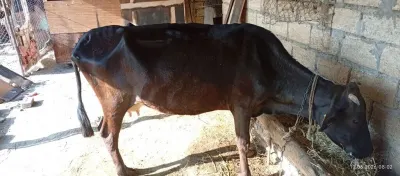 İnək — Heyvanlar, Quşlar, Balıqlar, Ağsu