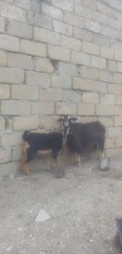 Çəpiş — Heyvanlar, Quşlar, Balıqlar, Bakı