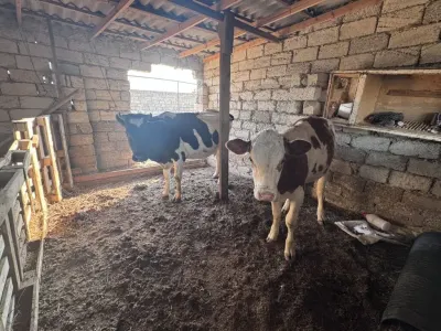 İnək — Heyvanlar, Quşlar, Balıqlar, Bakı — şəkil 2