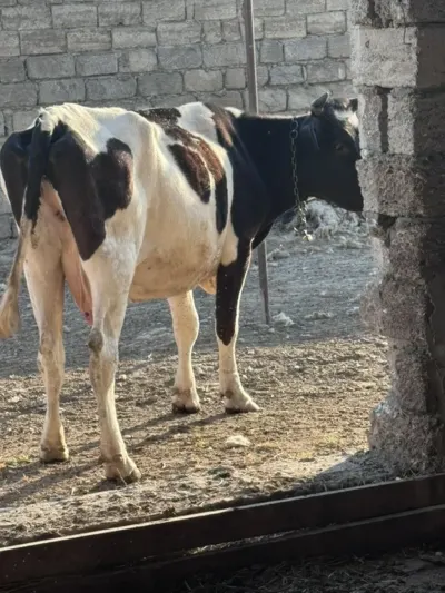 İnək — Heyvanlar, Quşlar, Balıqlar, Bakı