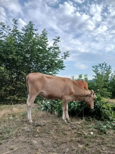 Dana — Heyvanlar, Quşlar, Balıqlar, Bakı