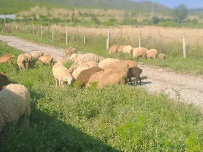 Qoyun — Heyvanlar, Quşlar, Balıqlar, Ağsu