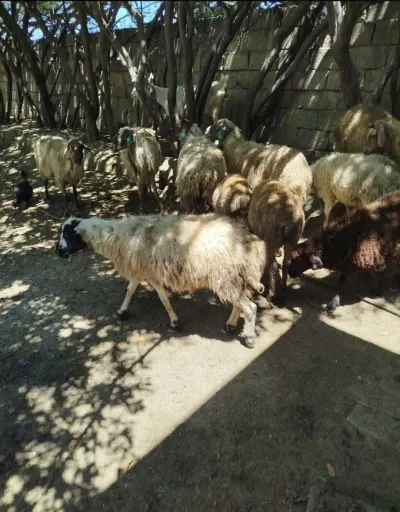 Qoyun — Heyvanlar, Quşlar, Balıqlar, Bakı