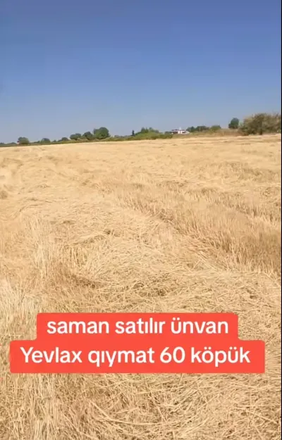 Saman — Dənlilər, Otlar Yemlər,  Bitkilər, Yevlax