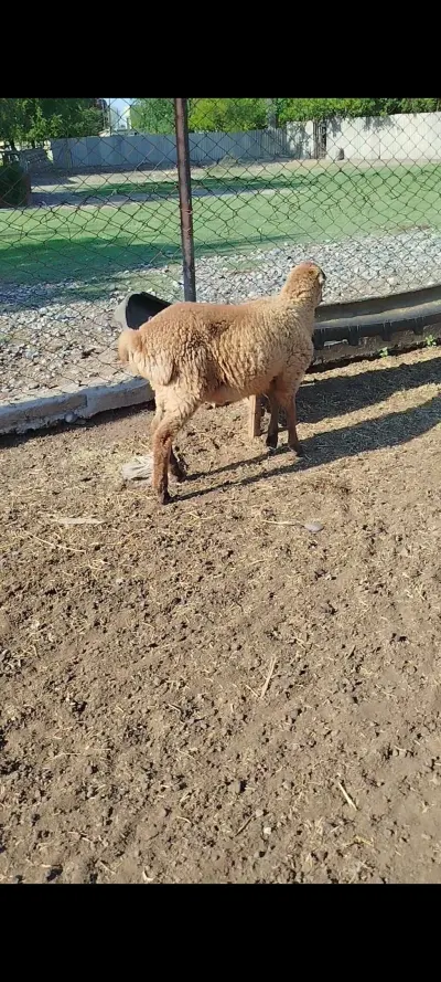 QUZU — Heyvanlar, Quşlar, Balıqlar, İmişli