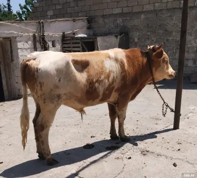 Dana — Heyvanlar, Quşlar, Balıqlar, Bakı