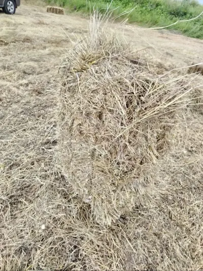 Ot — Dənlilər, Otlar Yemlər,  Bitkilər, Şabran