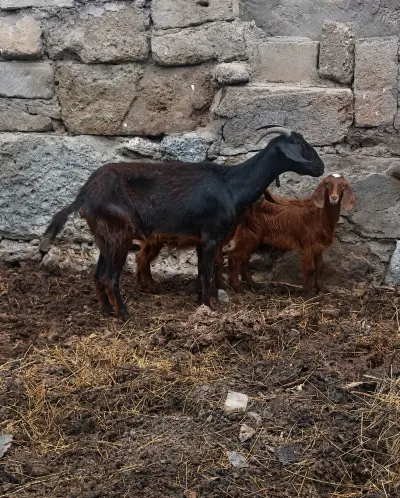 Keçi — Heyvanlar, Quşlar, Balıqlar, Bakı