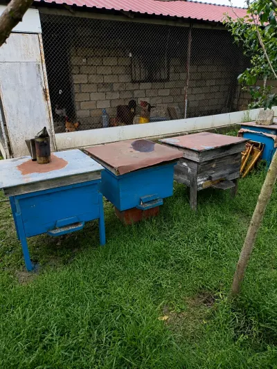 Arı ailəsi — Heyvanlar, Quşlar, Balıqlar, Masallı