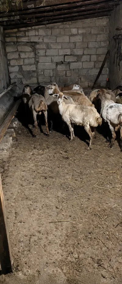 Qoyun — Heyvanlar, Quşlar, Balıqlar, Sumqayıt