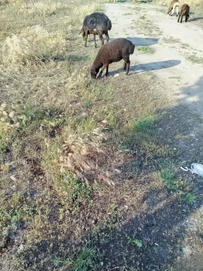Qoyun — Heyvanlar, Quşlar, Balıqlar, Bakı