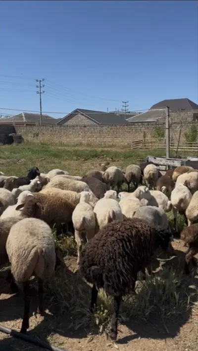 Qoyun — Heyvanlar, Quşlar, Balıqlar, Bakı