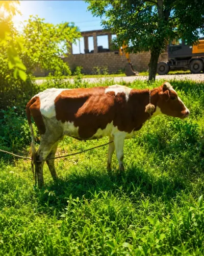 DÜYƏ — Heyvanlar, Quşlar, Balıqlar, Xaçmaz