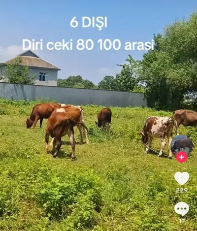 DANA — Heyvanlar, Quşlar, Balıqlar, Masallı