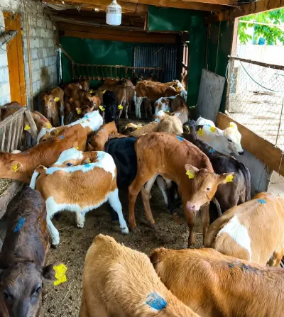 Buzov — Heyvanlar, Quşlar, Balıqlar, Ağdam
