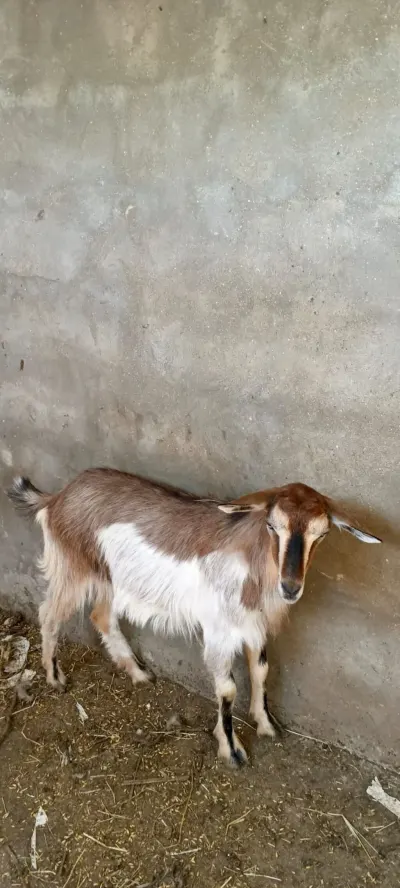 Keçi — Heyvanlar, Quşlar, Balıqlar, Bakı — şəkil 2