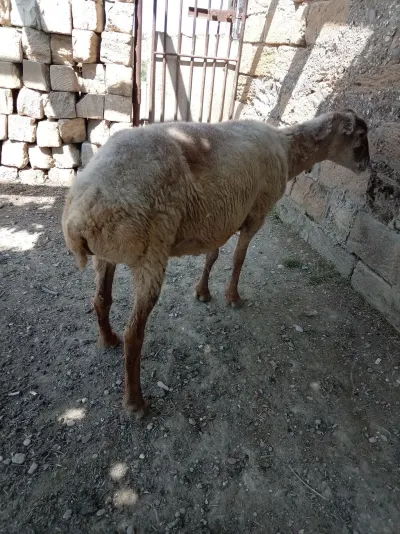 Qoyun — Heyvanlar, Quşlar, Balıqlar, Bakı — şəkil 2