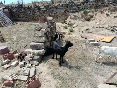 Keçi — Heyvanlar, Quşlar, Balıqlar, Bakı — şəkil 2