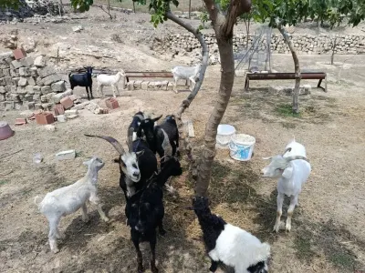 Keçi — Heyvanlar, Quşlar, Balıqlar, Bakı
