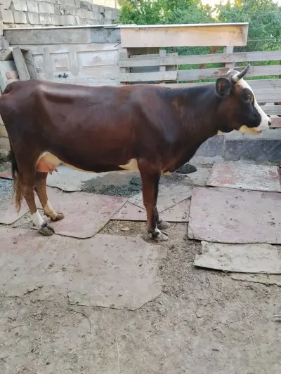 İnək — Heyvanlar, Quşlar, Balıqlar, Bakı