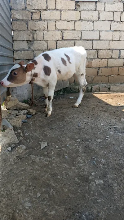 Dana — Heyvanlar, Quşlar, Balıqlar, Biləsuvar