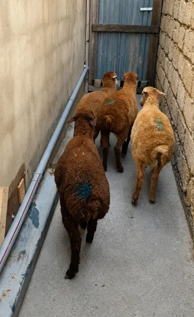 Quzu — Heyvanlar, Quşlar, Balıqlar, Bakı