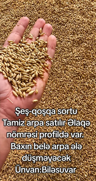 ARPA — Dənlilər, Otlar Yemlər,  Bitkilər, Biləsuvar