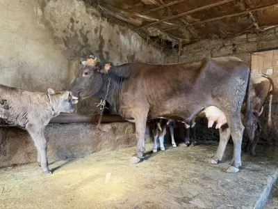 Düyə — Heyvanlar, Quşlar, Balıqlar, Bakı