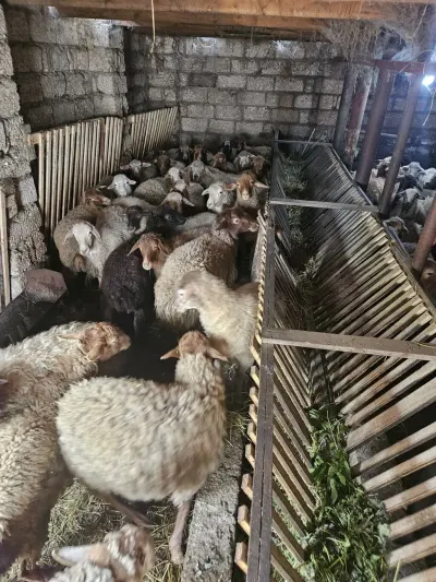 Quzu — Heyvanlar, Quşlar, Balıqlar, Quba