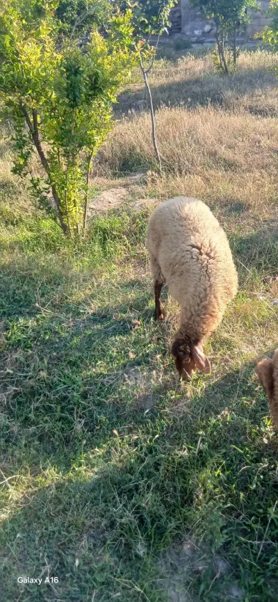 Qoyun — Heyvanlar, Quşlar, Balıqlar, Bakı — şəkil 2